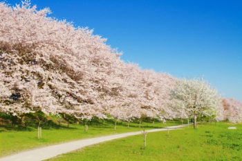 桜の名所を厳選 神奈川 埼玉 千葉 三県 お花見するならここ 知りたい情報まとめ